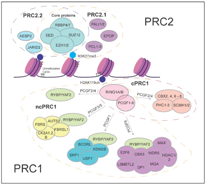 Fig 1. PRC2 comprises two major variant complexes, namely PRC2.1 and PRC2.2. (OA Literature)